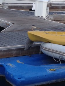 We'll be on the lookout for a heron in NYC!