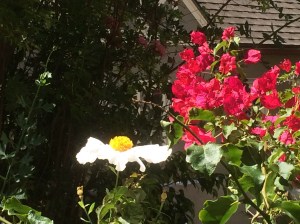 Ever seen a fried egg flower...now you have. 
