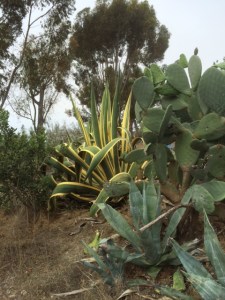 These were next to a property protected by barbed wire. Do you think they needed it?