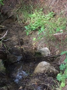Yes, there was a "babbling brook". (A pretty small one.)