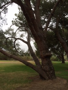 Nature's "muffin top."