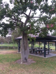 Time for a tree cuddle.