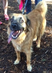 Our guide dog Loki -- well not really, but we were glad to have him join us.