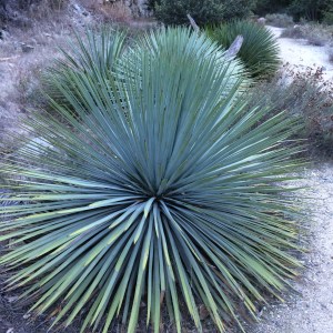 Varying colors of greens made the scenery spectacular.