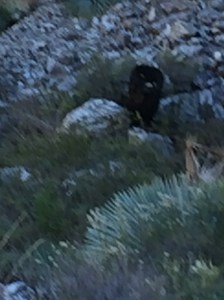 We thought this was a bear..ha! 