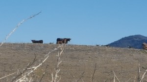 Some uninterested onlookers.