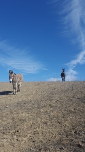 What, did you say apples?