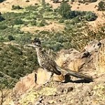 image_uploaded_from_ios_160-1